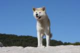 AKITA INU 297